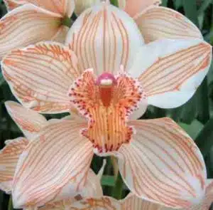 Cymbidium Dyed Orange