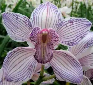 Cymbidium Dyed Purple