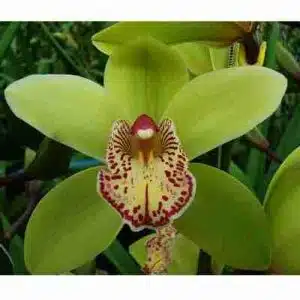 Cymbidium Hans