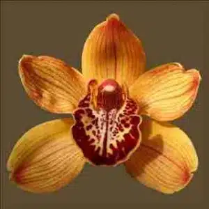 Cymbidium Yogi Bear
