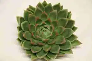 Echeveria Agavoides