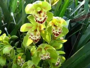 Mini Cymbidium Camelford