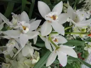 Mini Cymbidium New White