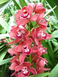 Mini Cymbidium Red Baker