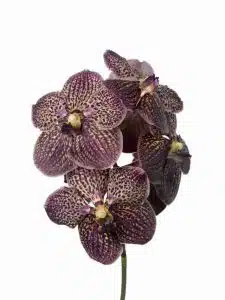 Vanda Chocolate Brown