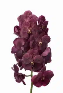 Vanda Copper Red
