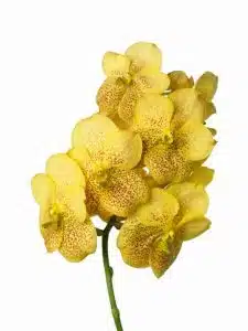Vanda Magic Yellow