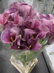 Calla Lily Chianti