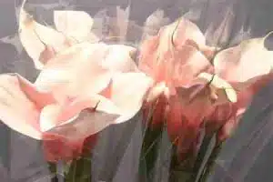 Calla Lily Flamingo
