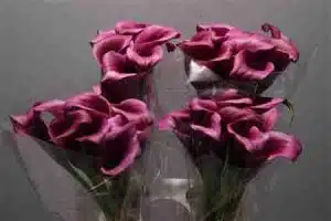 Calla Lily Paco