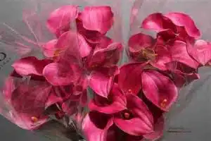 Calla Lily Pink Jewel