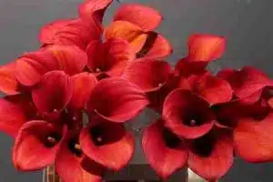 Calla Lily Red Alert