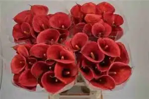 Calla Lily Red Sunrise