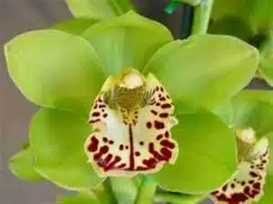 Cymbidium Apple Green