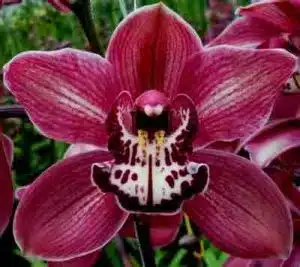 Cymbidium Crash Landing