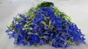 Delphinium Volkerfrieden