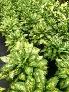Dieffenbachia Compacta