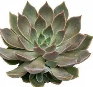 Echeveria Mensa
