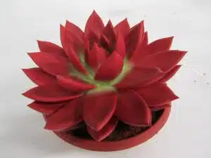 Echeveria Miranda Red