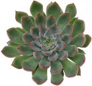 Echeveria Pelusida