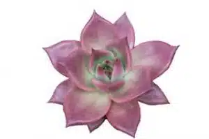 Echeveria Taurus