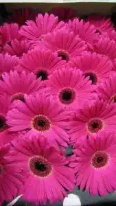 Gerbera Daisy Serena