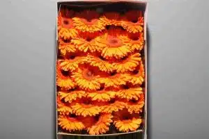 Gerbera Daisy Optima