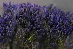 Agapanthus Atlantic Ocean