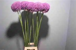 Allium Ambassador