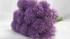 Allium Gladiator