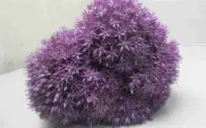 Allium Pinball Wizard