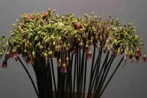 Allium Siculum