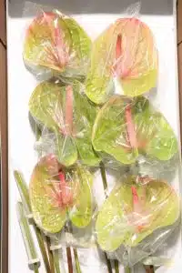 Anthurium Danielle