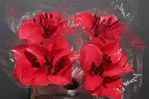Anthurium Pink Love