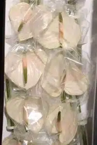 Anthurium Snowy