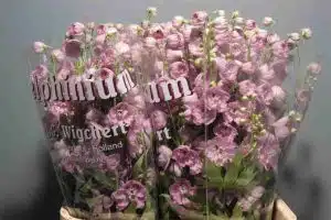 Delphinium Elatum Pink