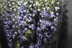Delphinium Elatum Starlight