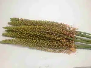 Eremurus Cleopatra