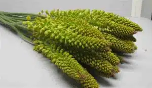 Eremurus Image