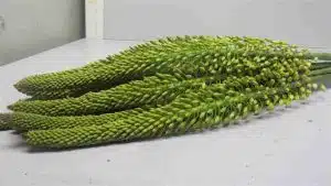Eremurus Moneymaker