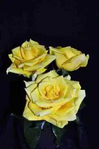 Hummer Roses