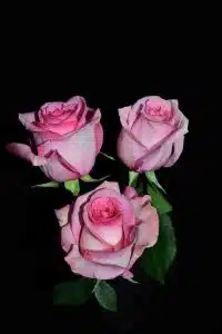 Pavarotti Roses