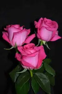Ravel Roses
