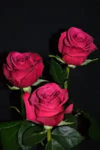 Roseberry Roses