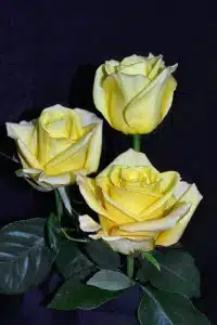 Skyline Roses