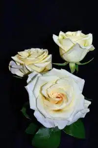 Timeless Roses