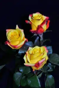 Tressor 2000 Roses
