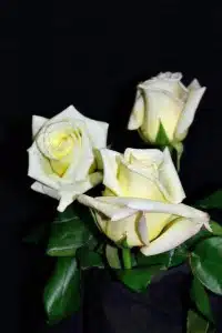 Virginia Roses