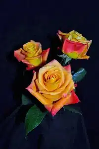 Voodoo Roses