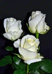 White Chocolate Roses